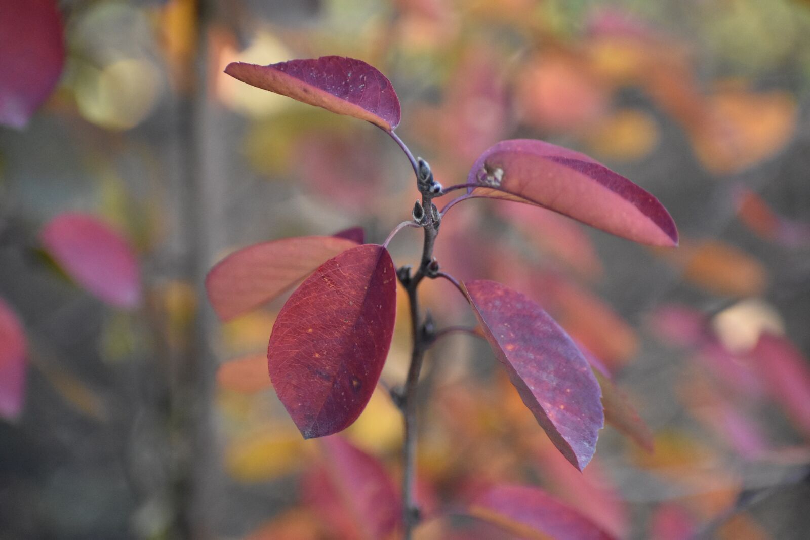Nikon D3400 sample photo. Autumn, branch, leaves photography