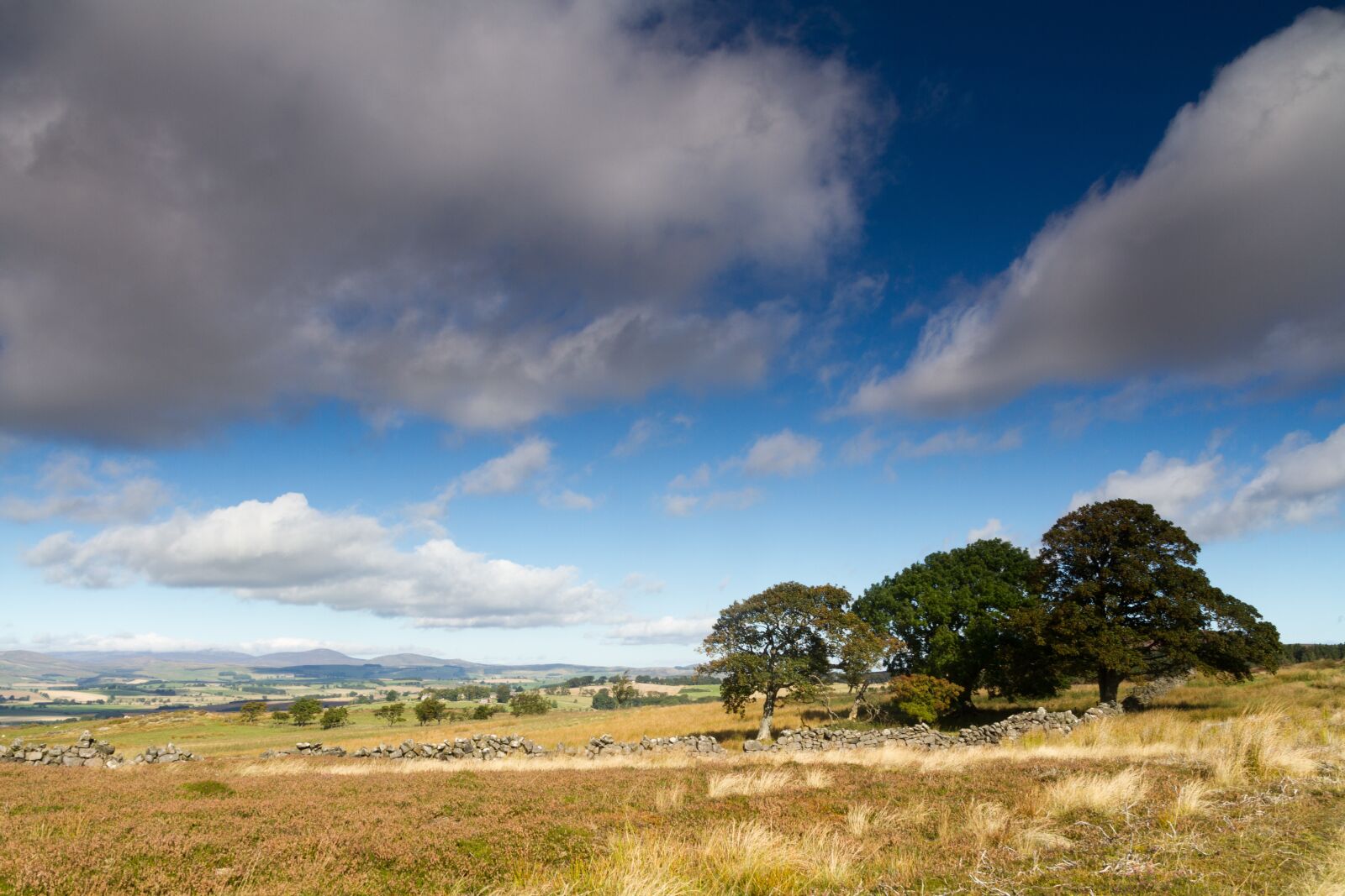 Canon EOS 7D sample photo. Fields, trees, yellow photography