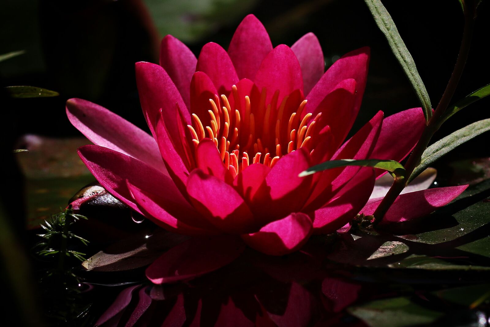 Canon EOS 80D sample photo. Water lily, red, flower photography