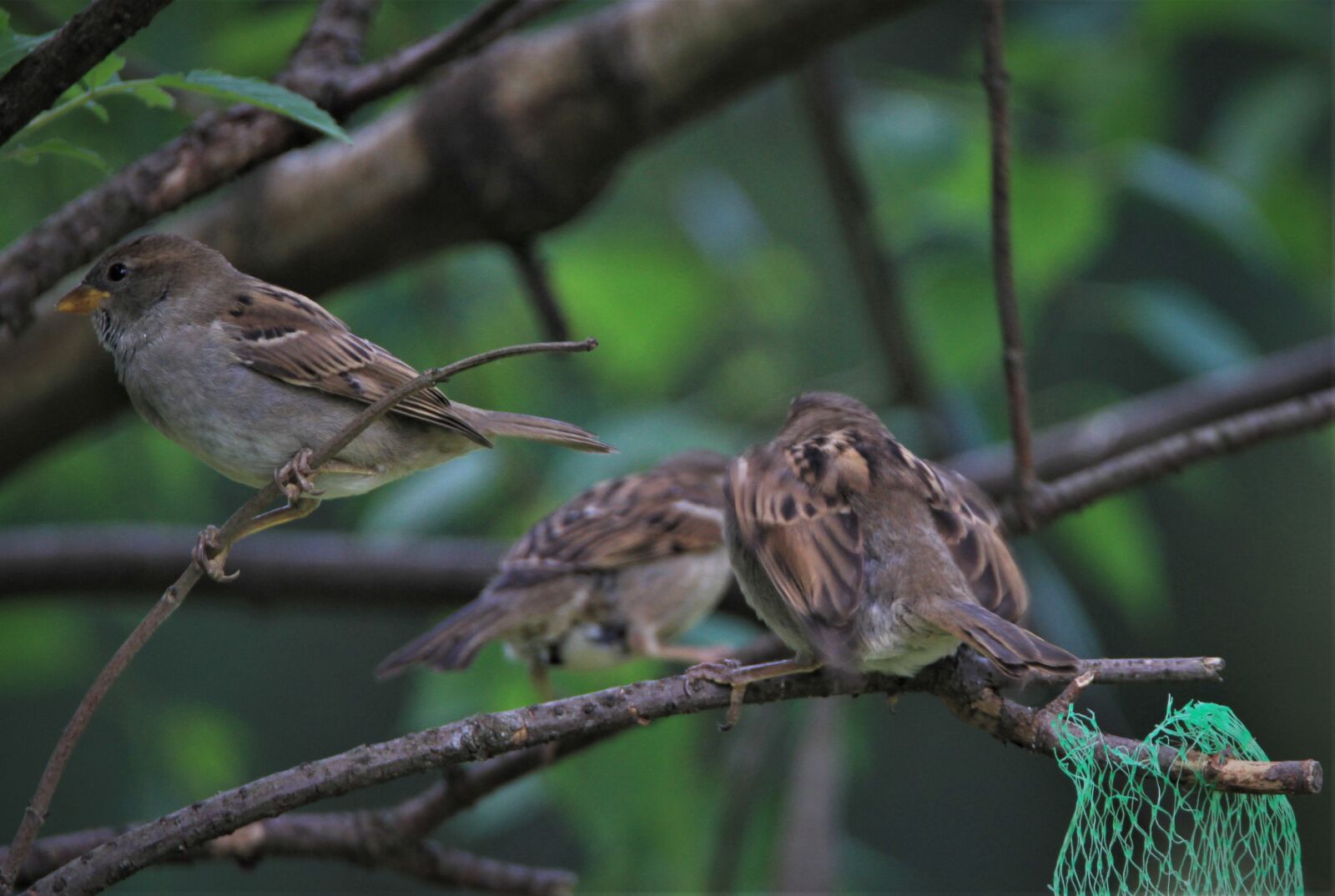 Canon EOS 7D sample photo. Sparrows family, sparrow, birds photography