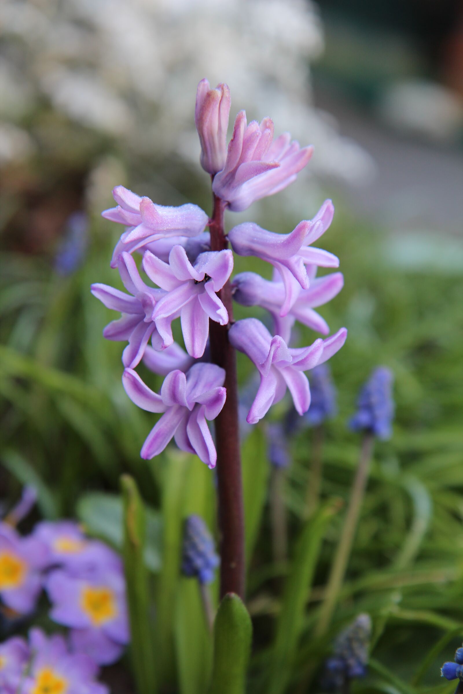 Canon EOS 600D (Rebel EOS T3i / EOS Kiss X5) sample photo. Hyacinth, hyacinth pink, spring photography