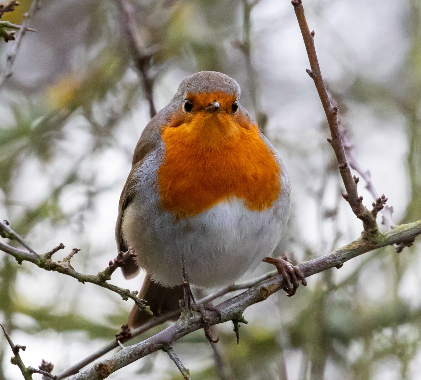 Canon EOS 7D Mark II sample photo. Robin redbreast in tree photography