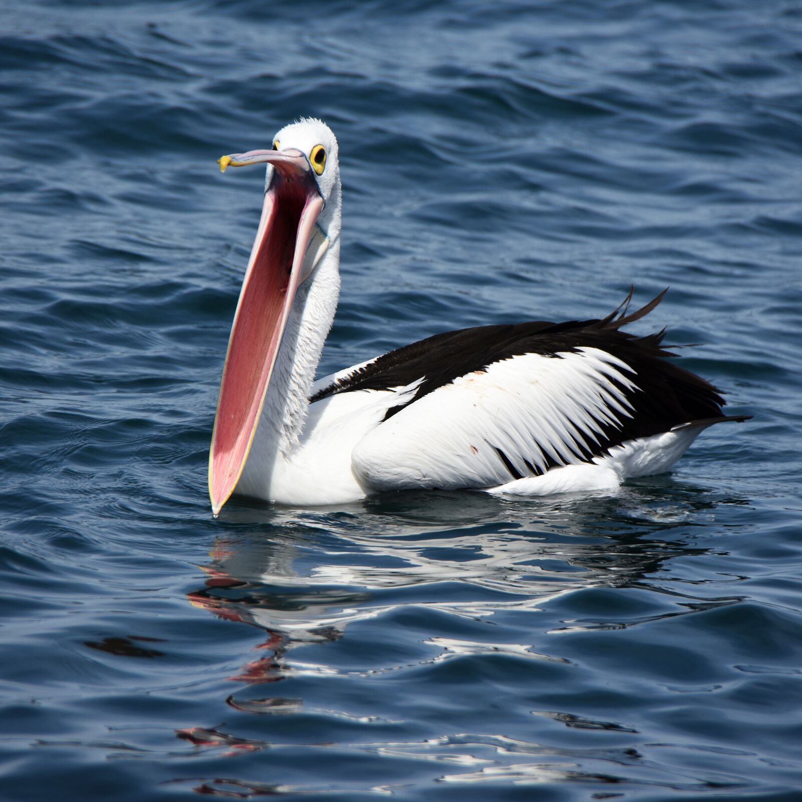 Nikon D3400 sample photo. Pelican, beak, open photography