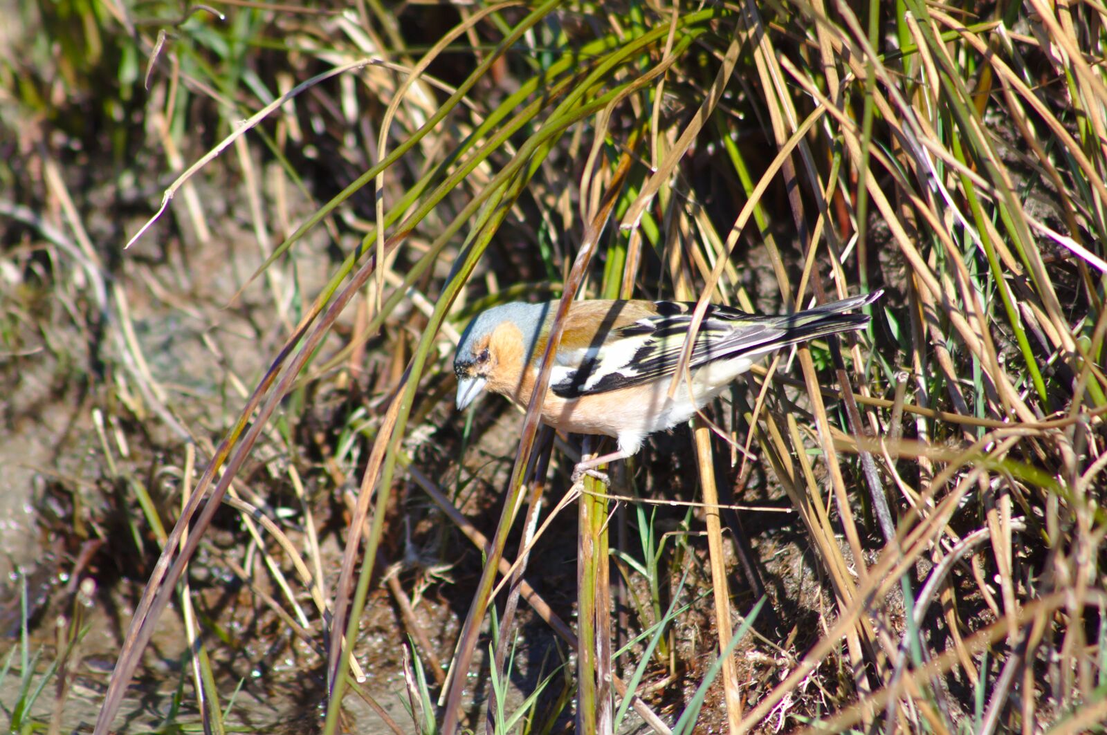 Canon EOS 50D sample photo. Chaffinch, bird, nature photography
