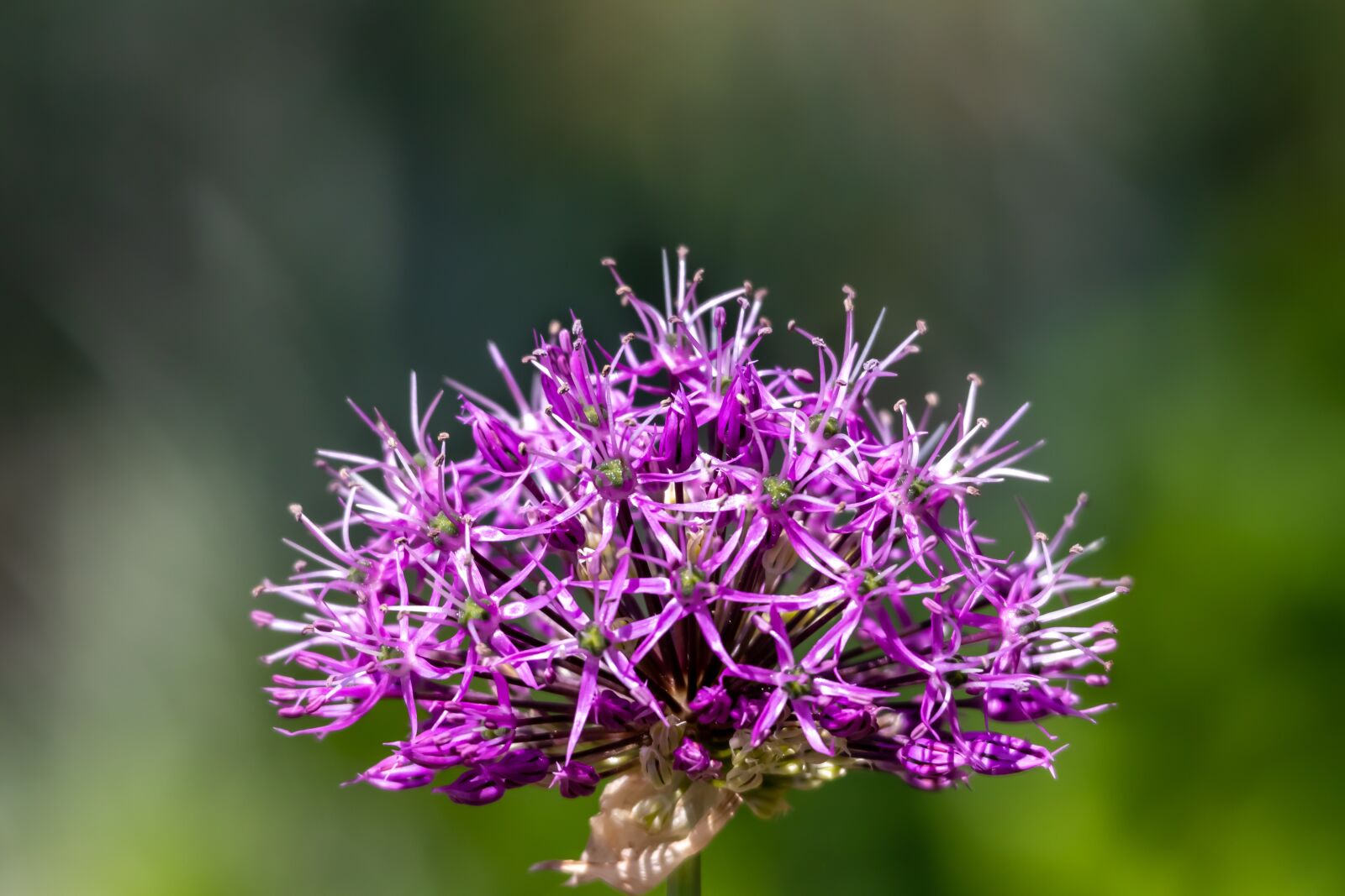 Canon EOS 80D sample photo. Ornamental onion, plant, blossom photography