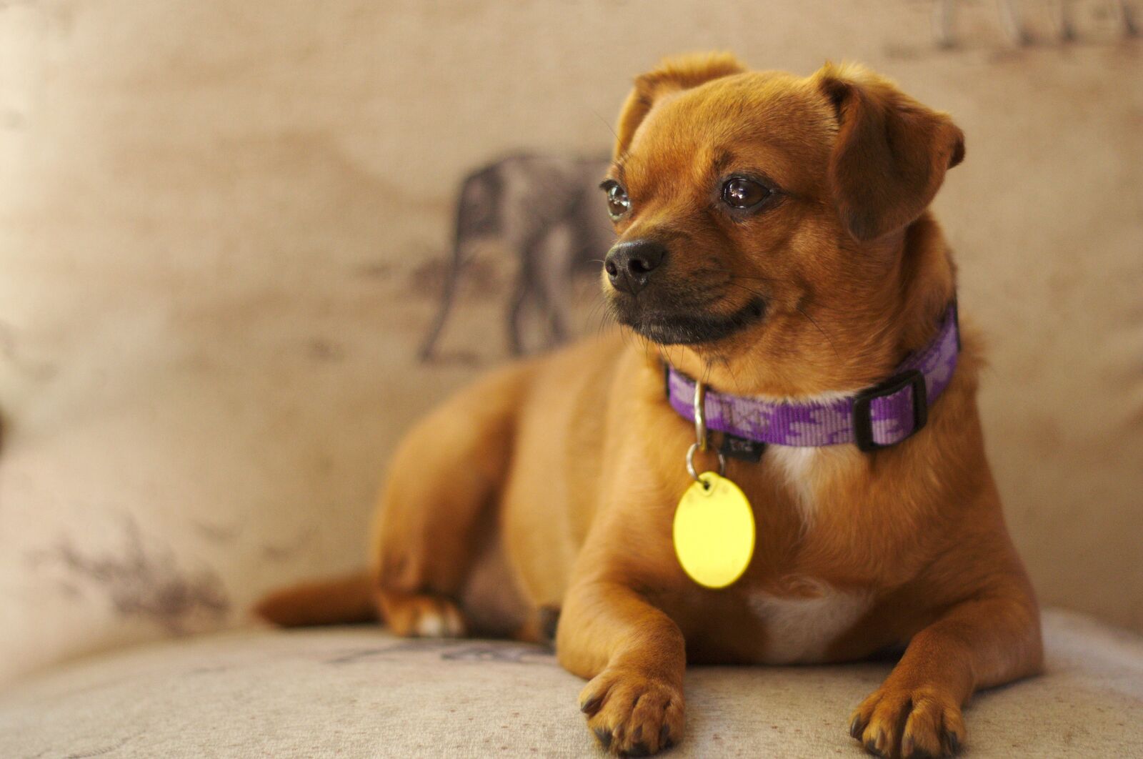 Nikon D3100 sample photo. Dog, portrait, pet photography