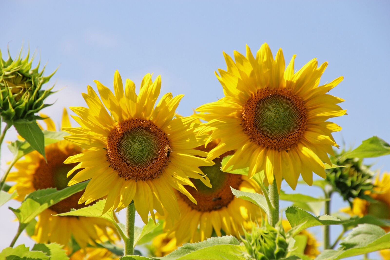 Canon EOS 60D sample photo. Sunflower, flowers, plant photography