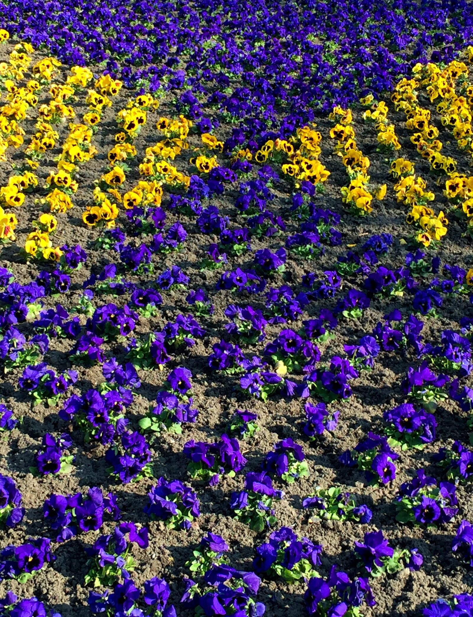 iPhone 6 Plus back camera 4.15mm f/2.2 sample photo. Pansy, flowers, flower bed photography