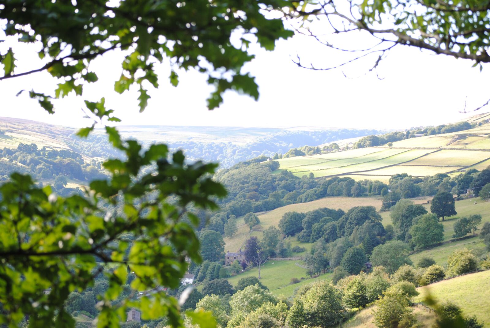 Nikon D3000 sample photo. Tree, view, landscape photography