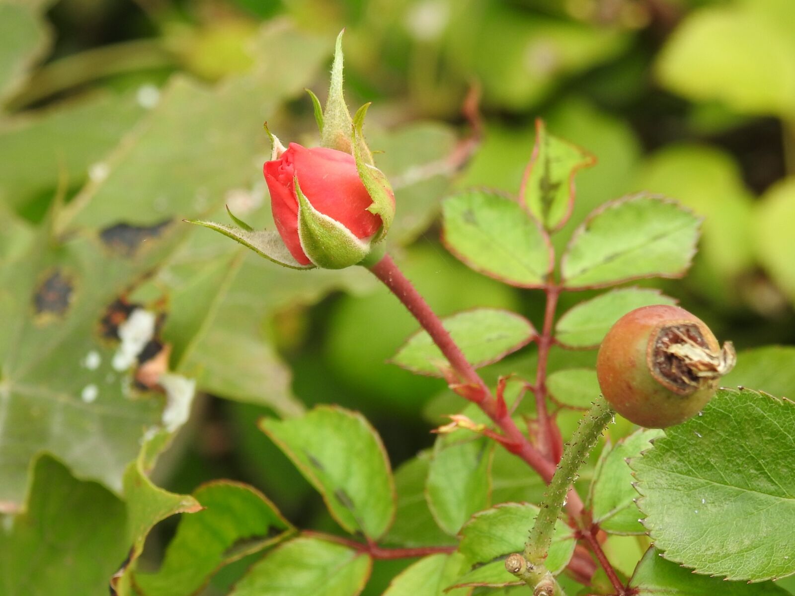 Nikon Coolpix P900 sample photo. Rose, red, bud photography