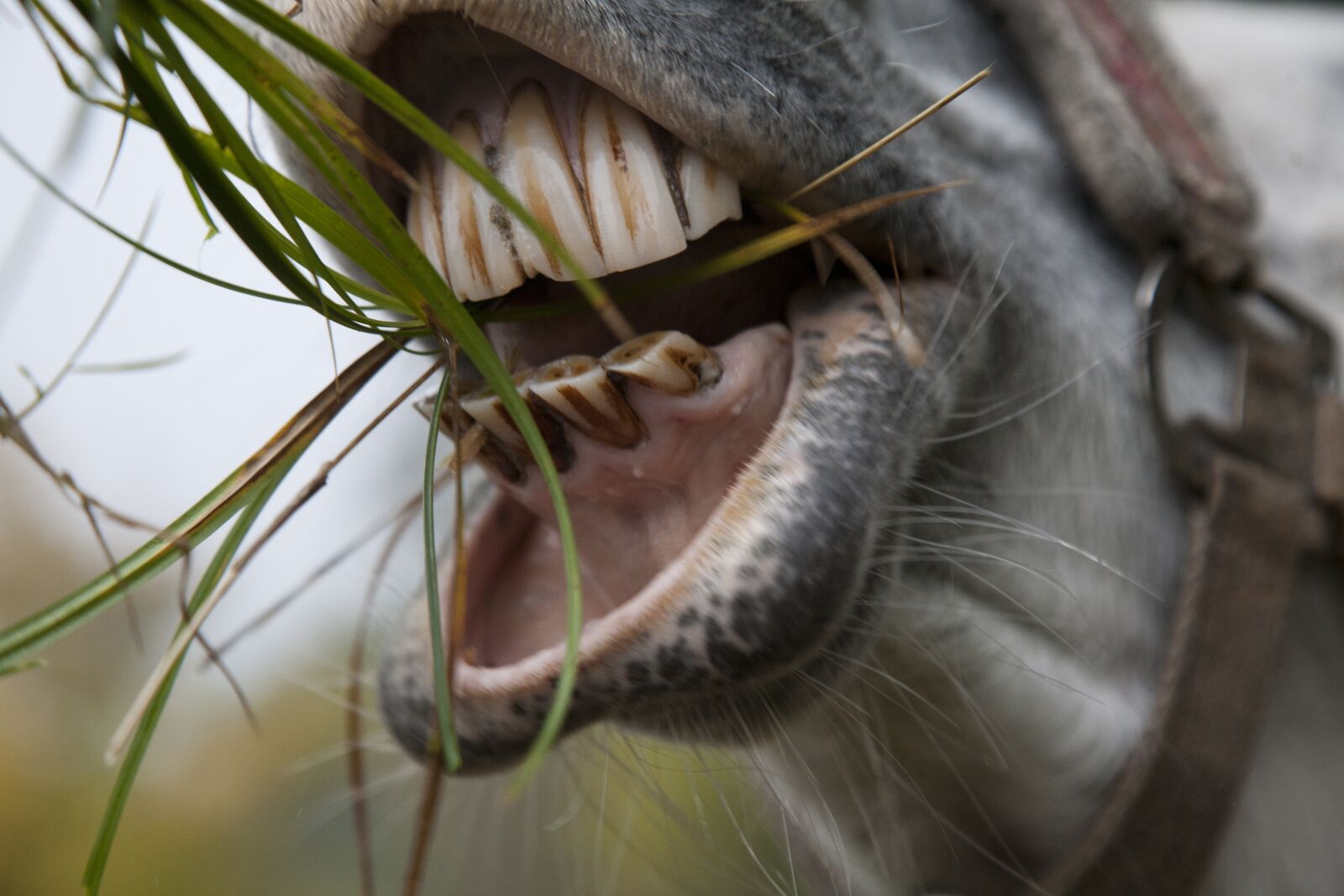 Canon EOS 5D sample photo. Horse, horses mouth, gluttonous photography