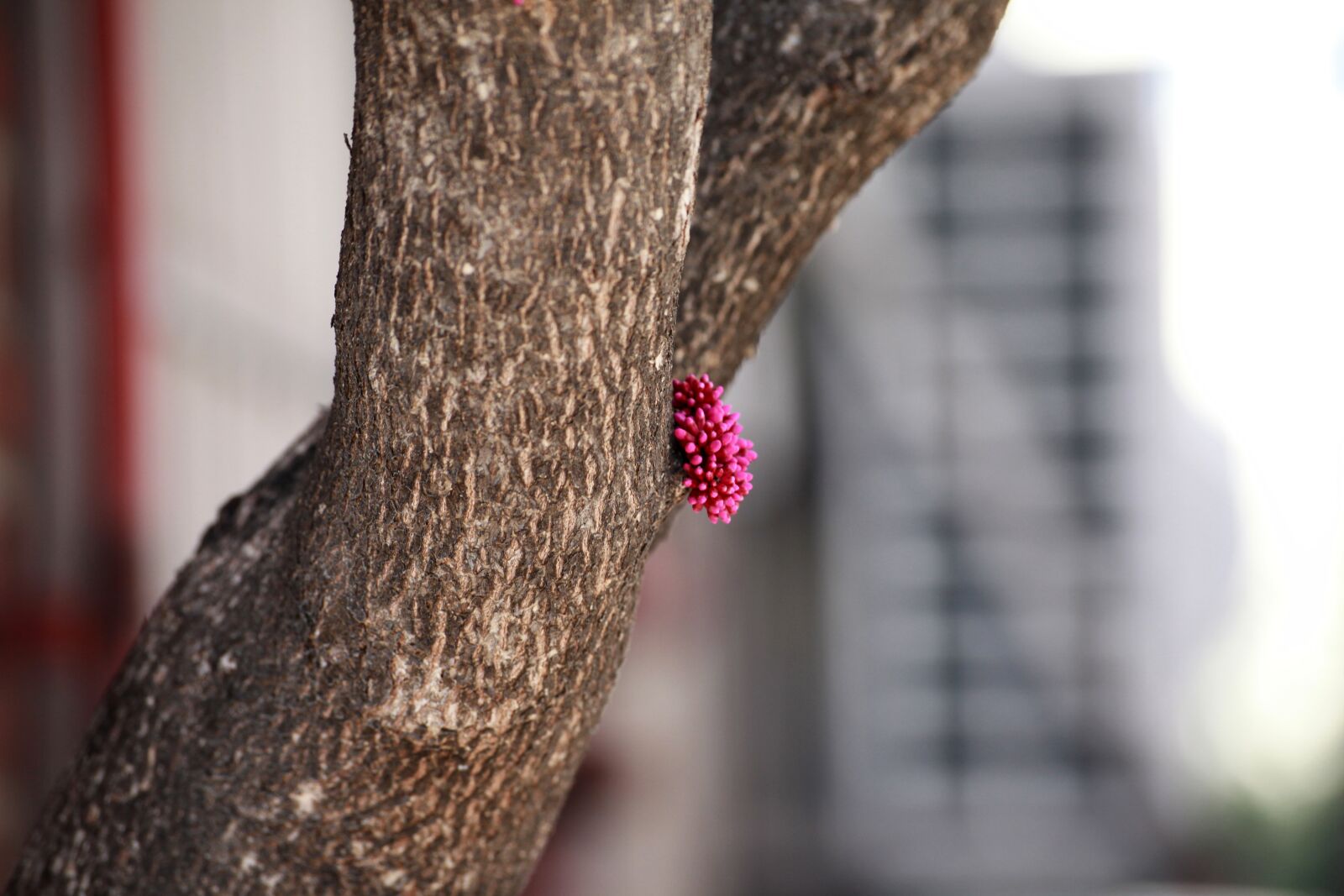 Canon EOS 5D Mark II sample photo. Wood, pink, flowers photography