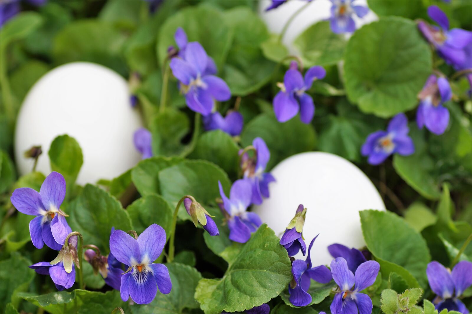 Sony SLT-A58 sample photo. Violets, eggs, white photography