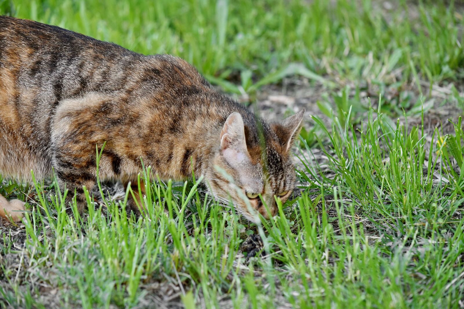 Nikon D5500 sample photo. Curious, domestic cat, green photography