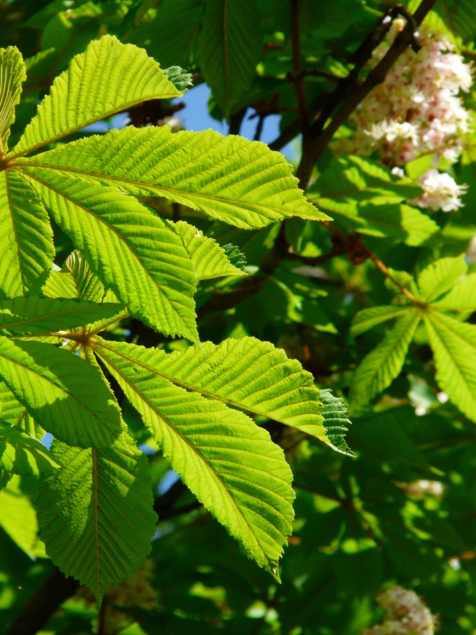 Panasonic DMC-FZ18 sample photo. Ordinary rosskastanie, leaves, chestnut photography