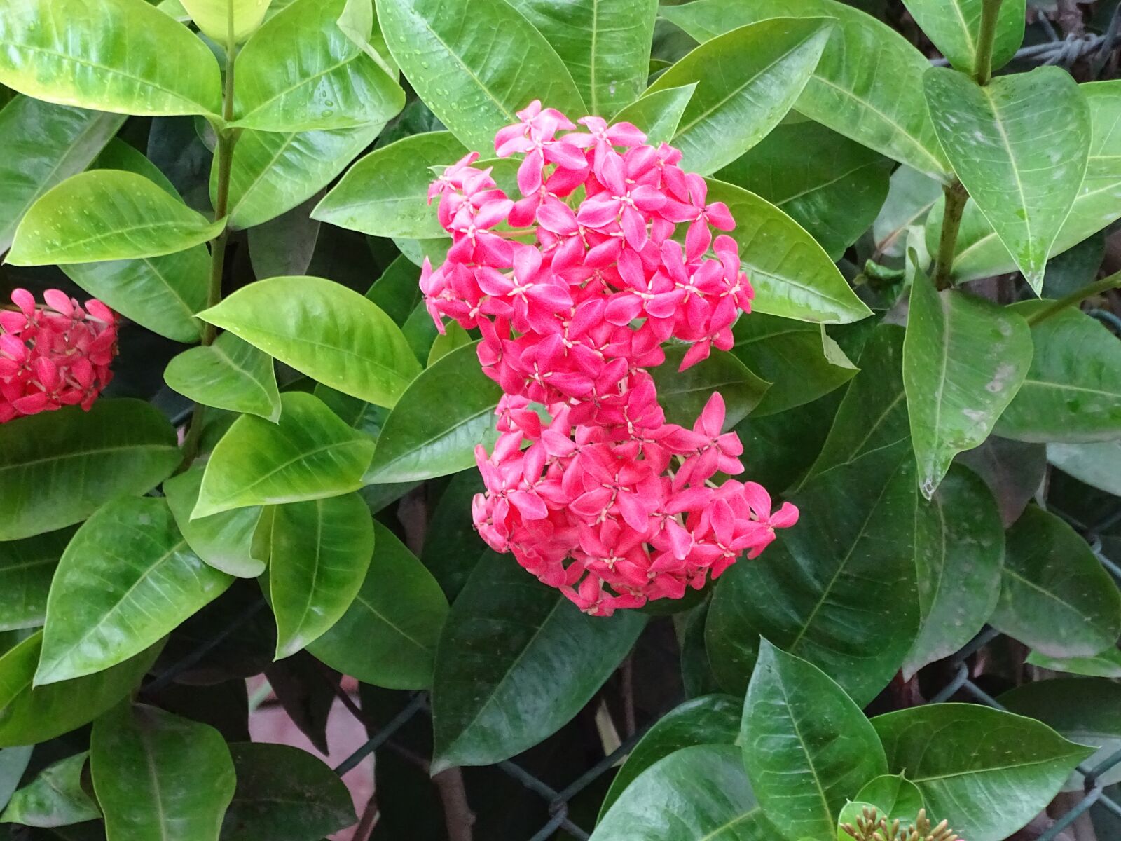Sony Cyber-shot DSC-HX400V sample photo. Flowers, nature, spring photography
