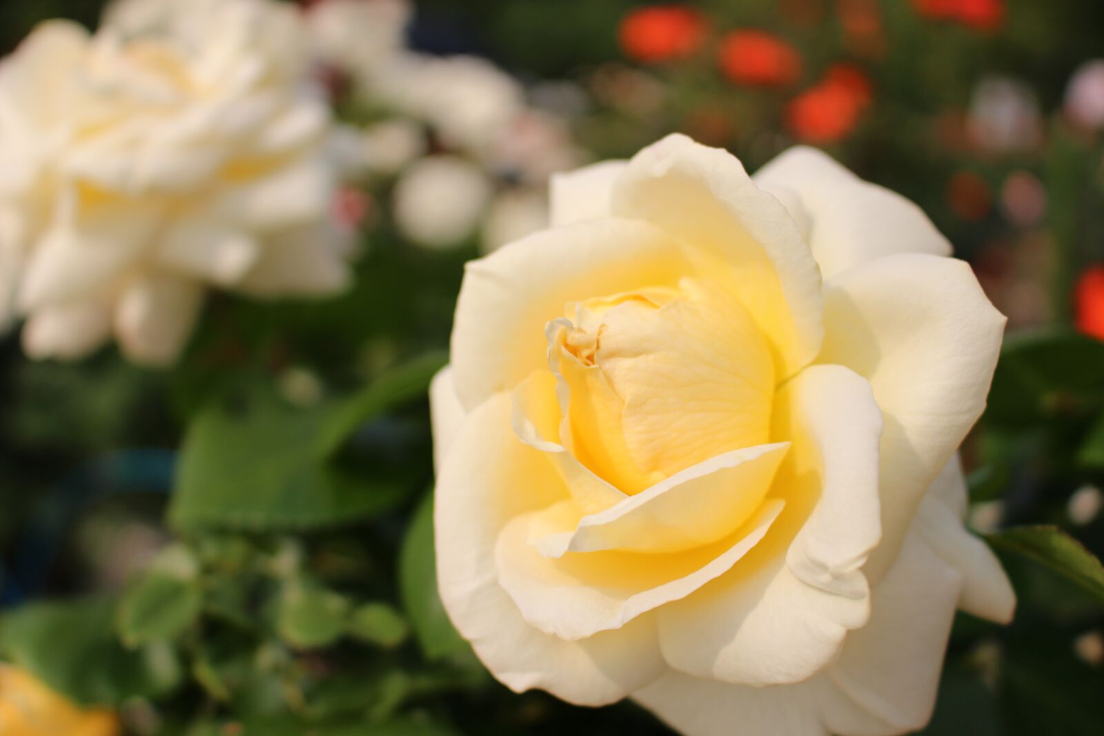 Canon EOS 100D (EOS Rebel SL1 / EOS Kiss X7) sample photo. White rose, rose, flowers photography