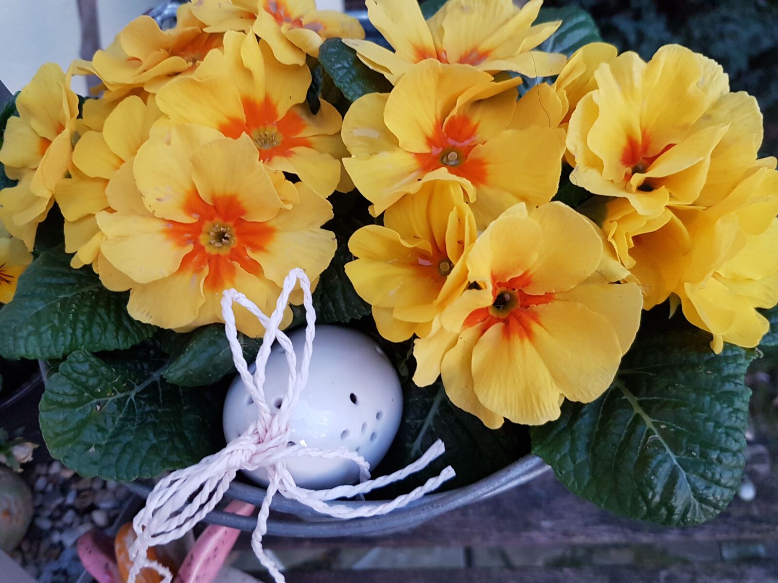 Samsung Galaxy S7 sample photo. Spring, primroses, plant photography