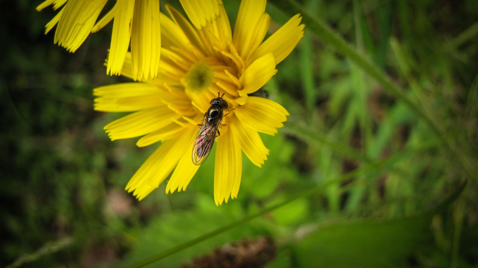 Canon PowerShot SX10 IS sample photo. Yellow, yellow flower, nature photography