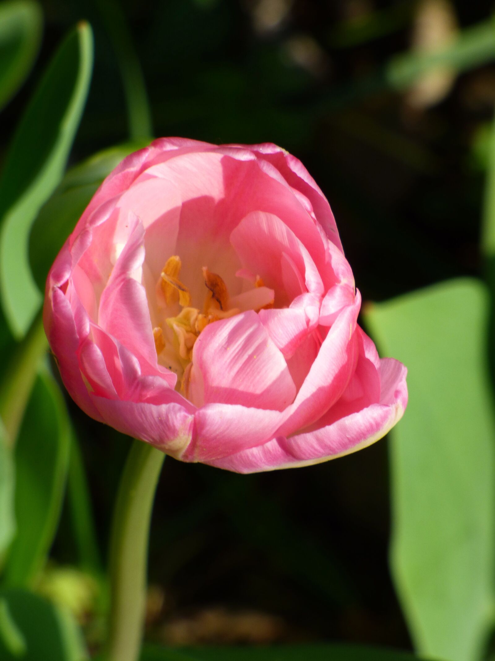 Panasonic DMC-FZ72 sample photo. Flower, pink, tulip photography