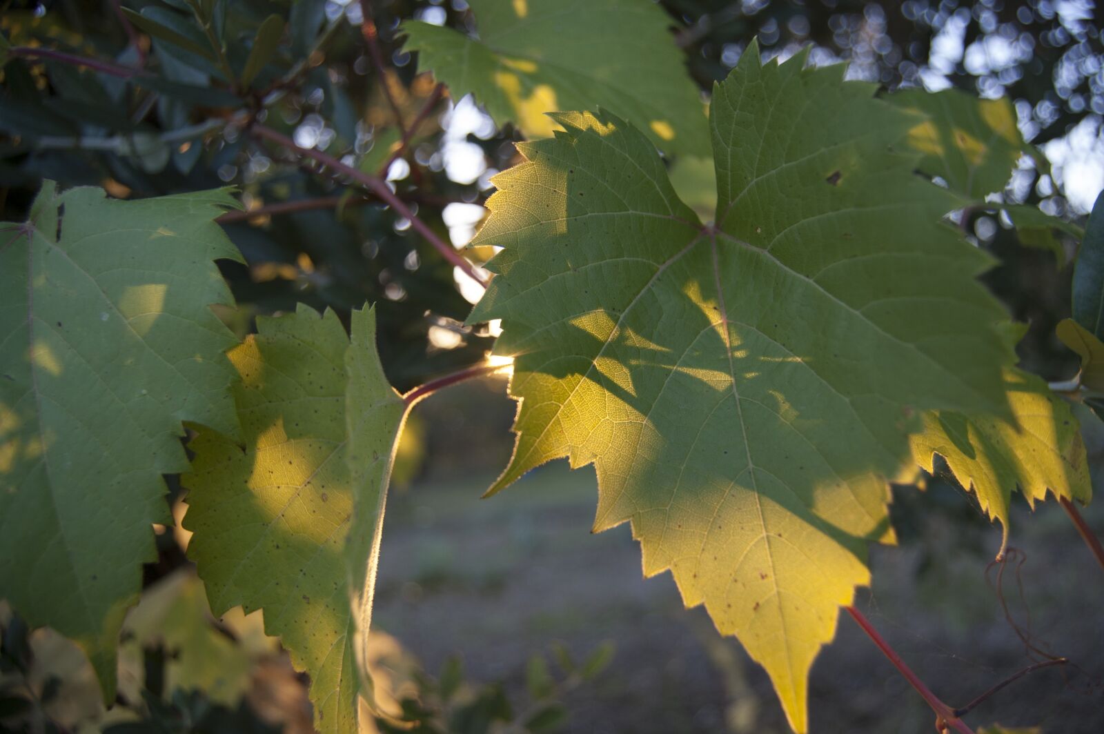 Nikon D40 sample photo. Vineyard, winter time, olive photography