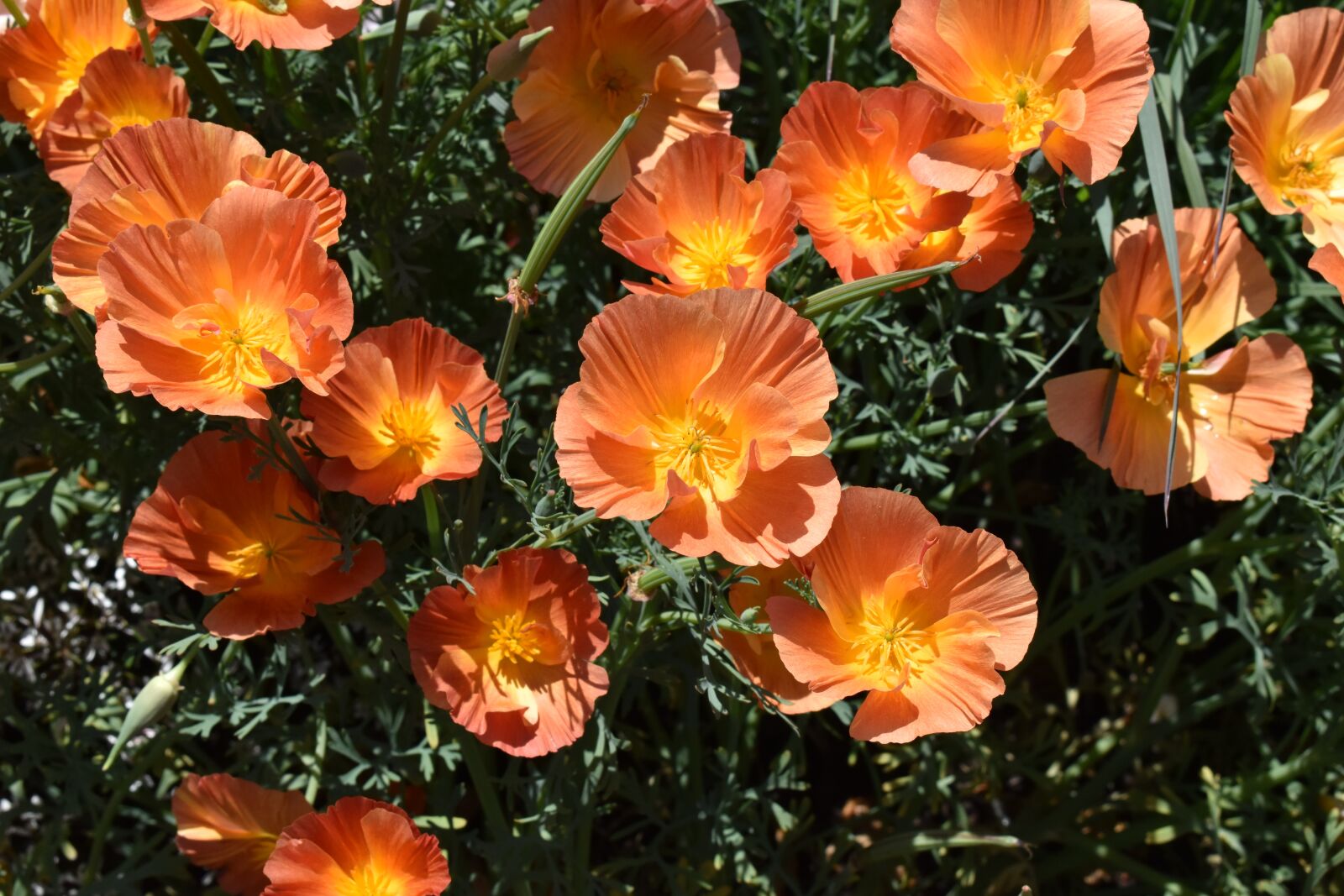 Nikon D5600 sample photo. Poppies, orange flower, poppy photography