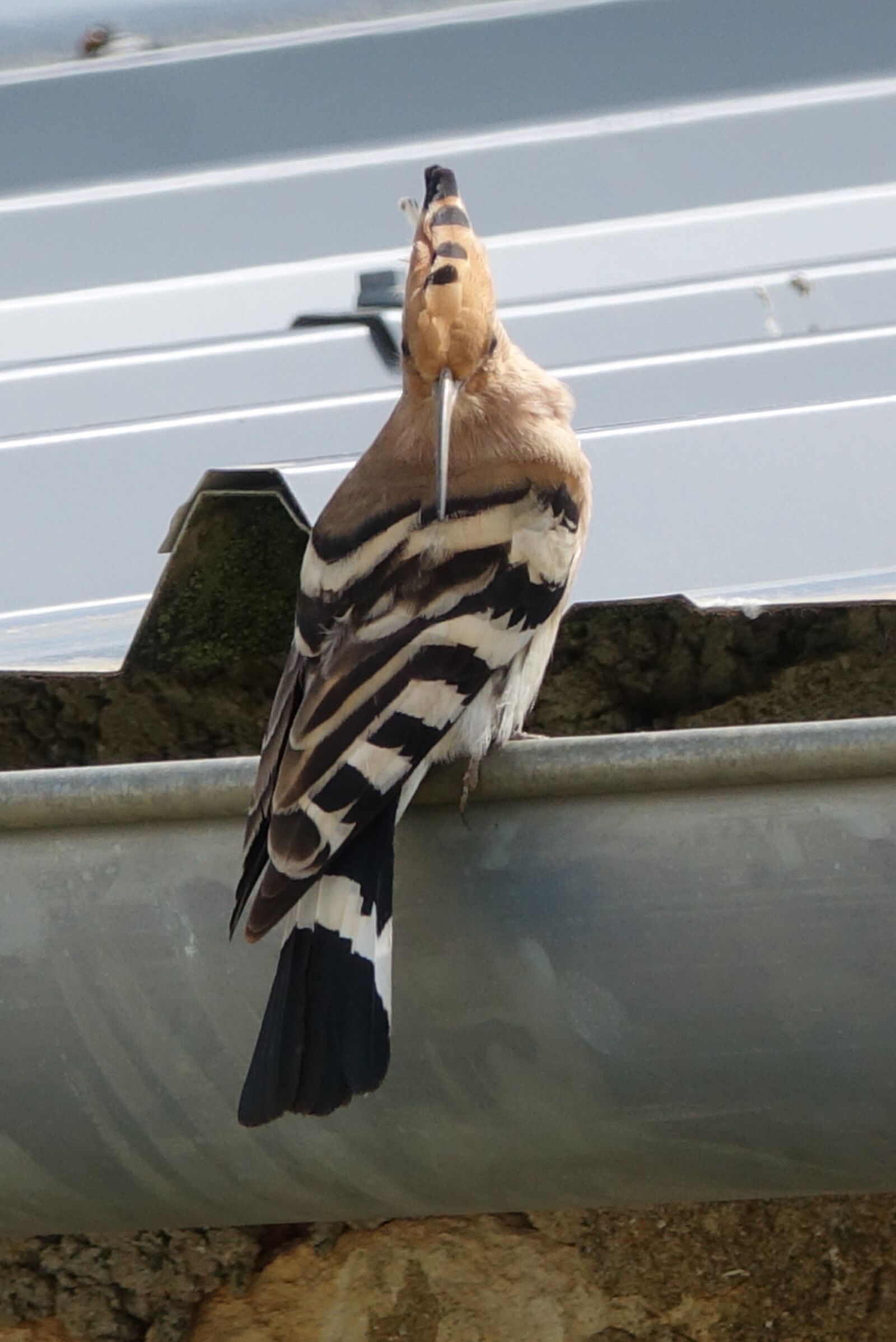 Sony Cyber-shot DSC-RX10 III sample photo. Nature, animal, hoopoe photography