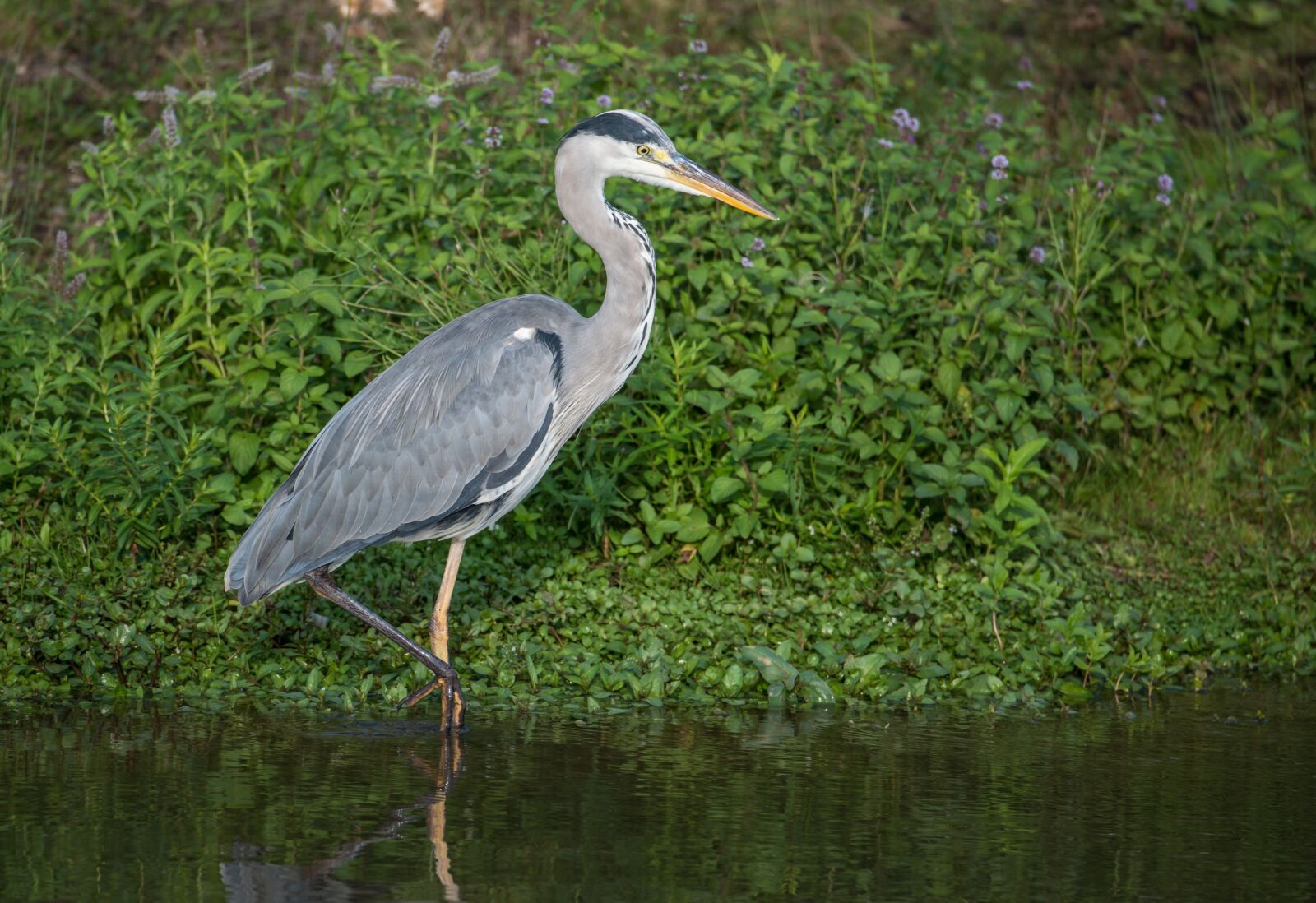 Nikon D800 sample photo. Grey heron, heron, bird photography