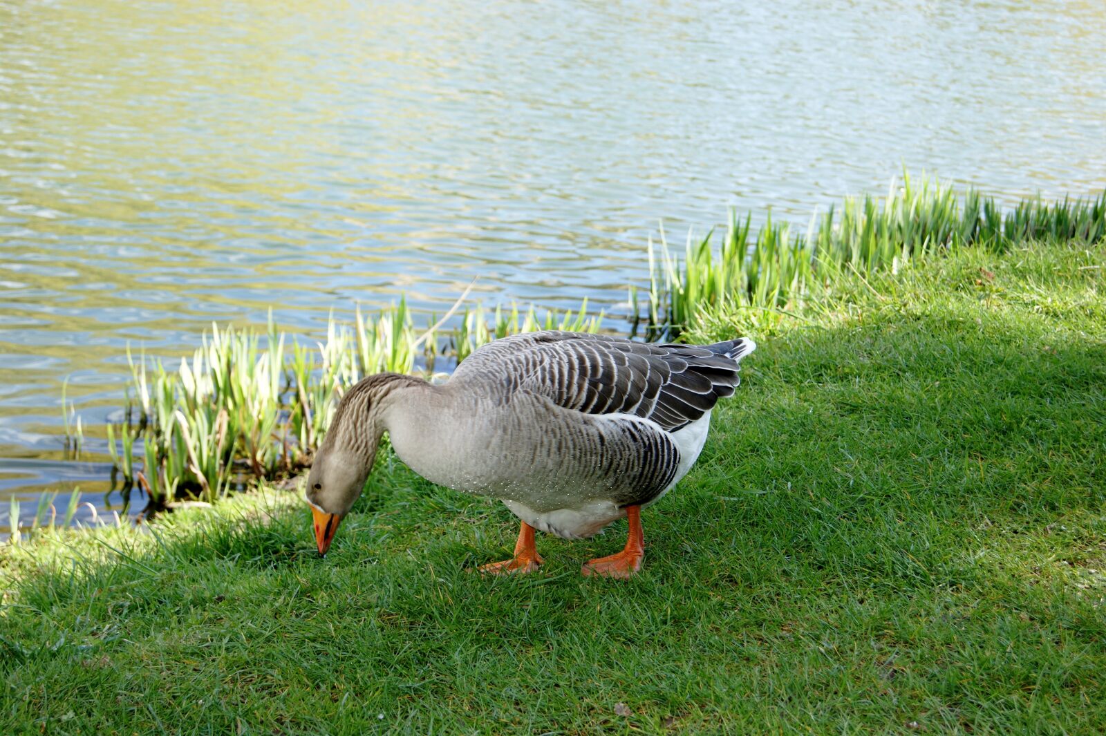 Sony Alpha DSLR-A290 sample photo. Animals, geese, parks photography