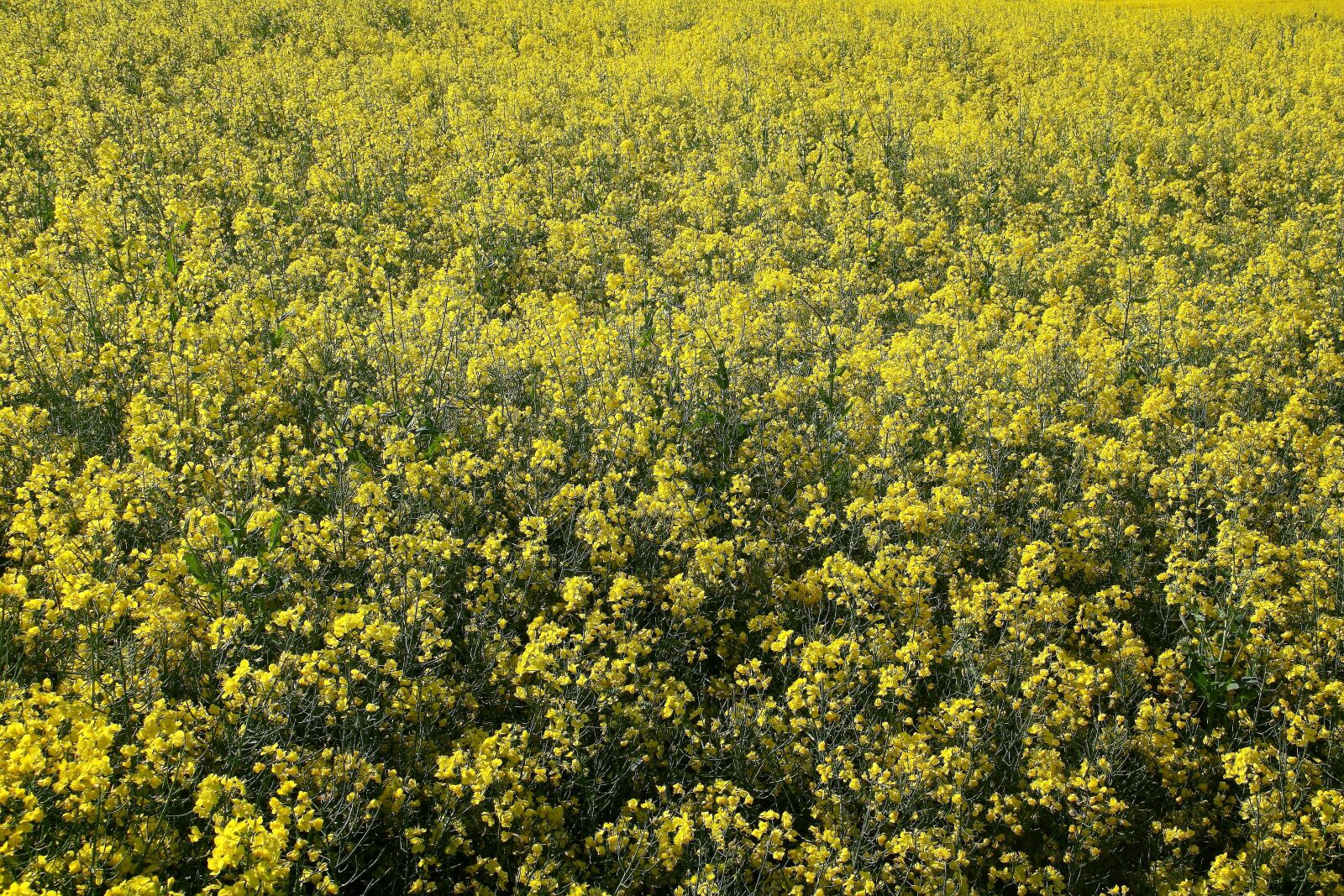 Canon EOS 450D (EOS Rebel XSi / EOS Kiss X2) sample photo. Oilseed rape, field, field photography