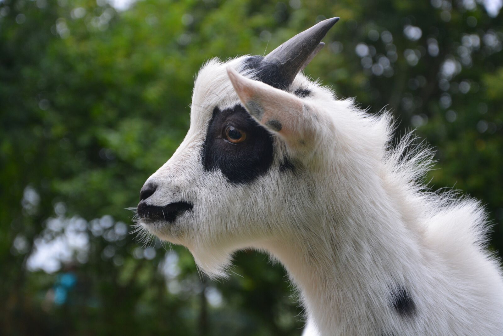 Nikon D5200 sample photo. Goat, profile, head photography