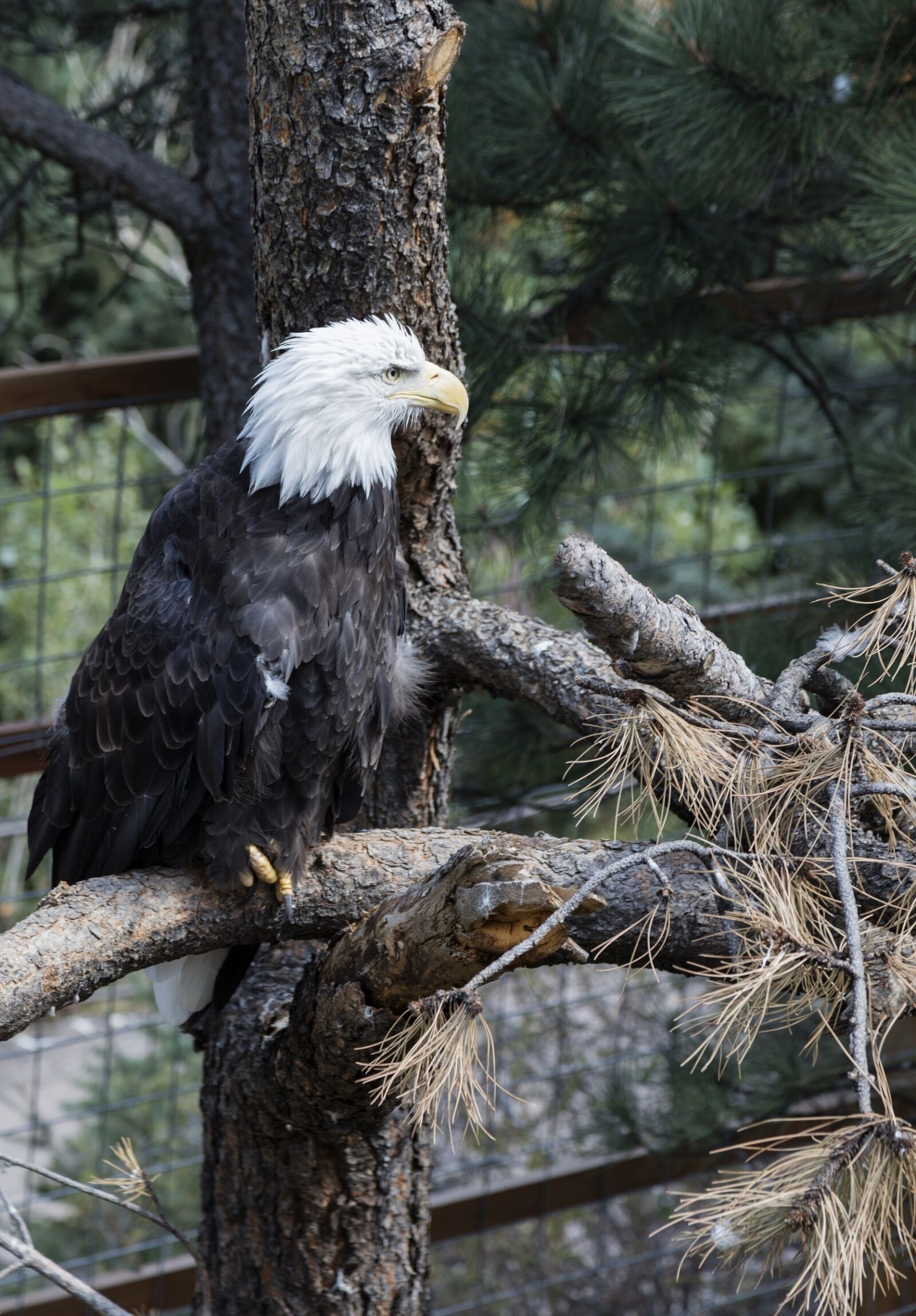 Canon EOS 5DS R sample photo. Bald eagle, perched, raptor photography