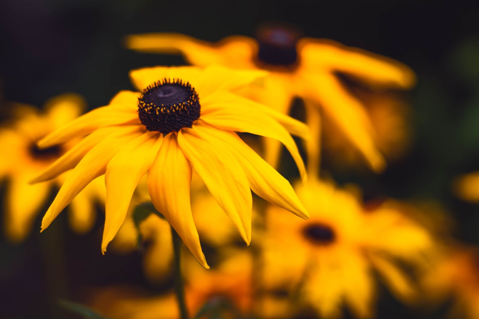 Nikon D5600 sample photo. Flower, garden, yellow photography