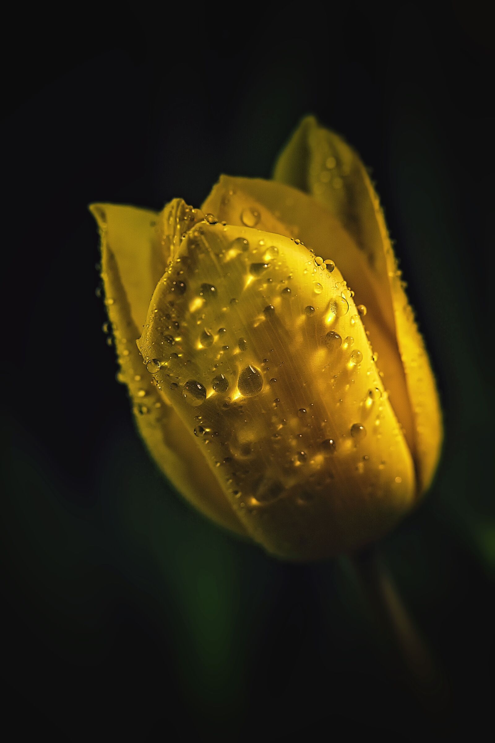 Canon EOS 6D Mark II sample photo. Tulip, drip, flower photography