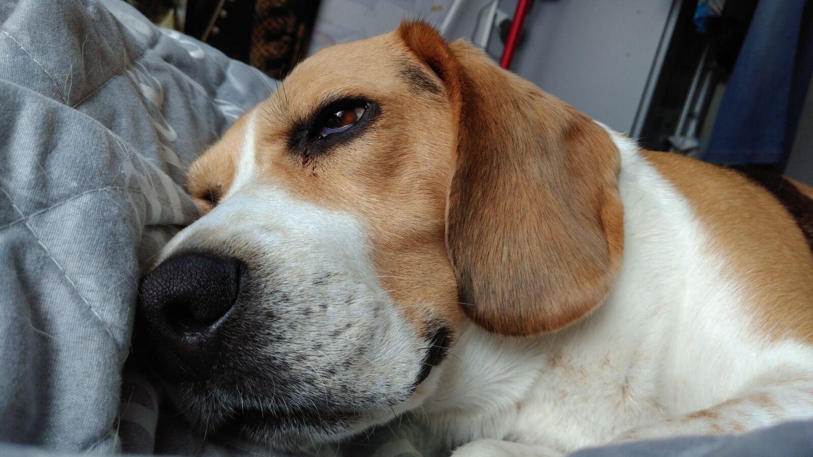 ZTE A2017G sample photo. Animal, dog, beagle photography