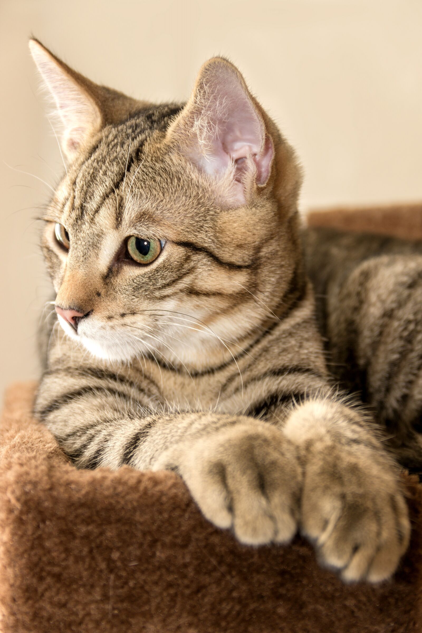 Canon EF-S 18-135mm F3.5-5.6 IS sample photo. Cat, mackerel, lying photography