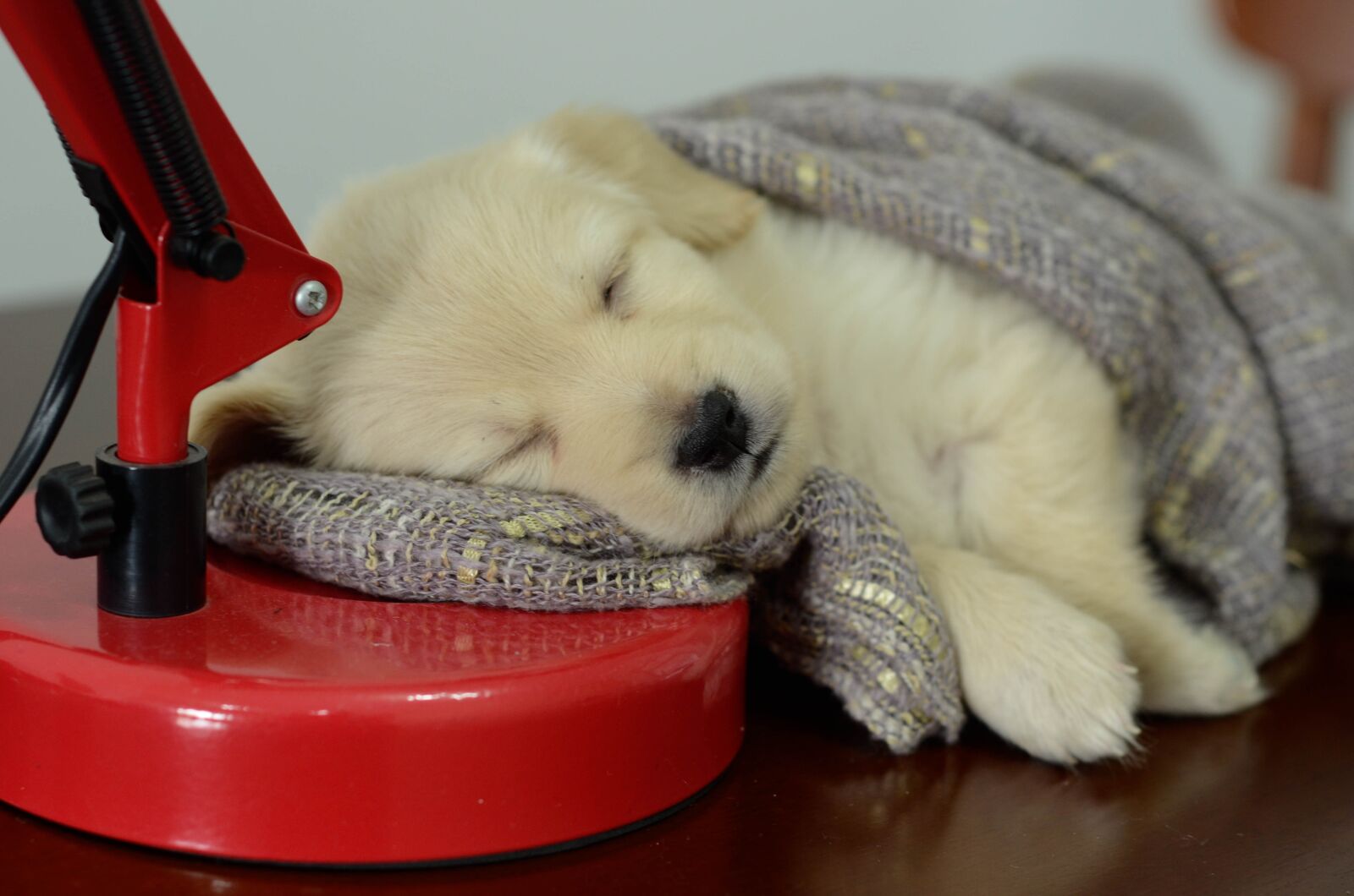 Nikon D7000 sample photo. Pet, animal, dog photography