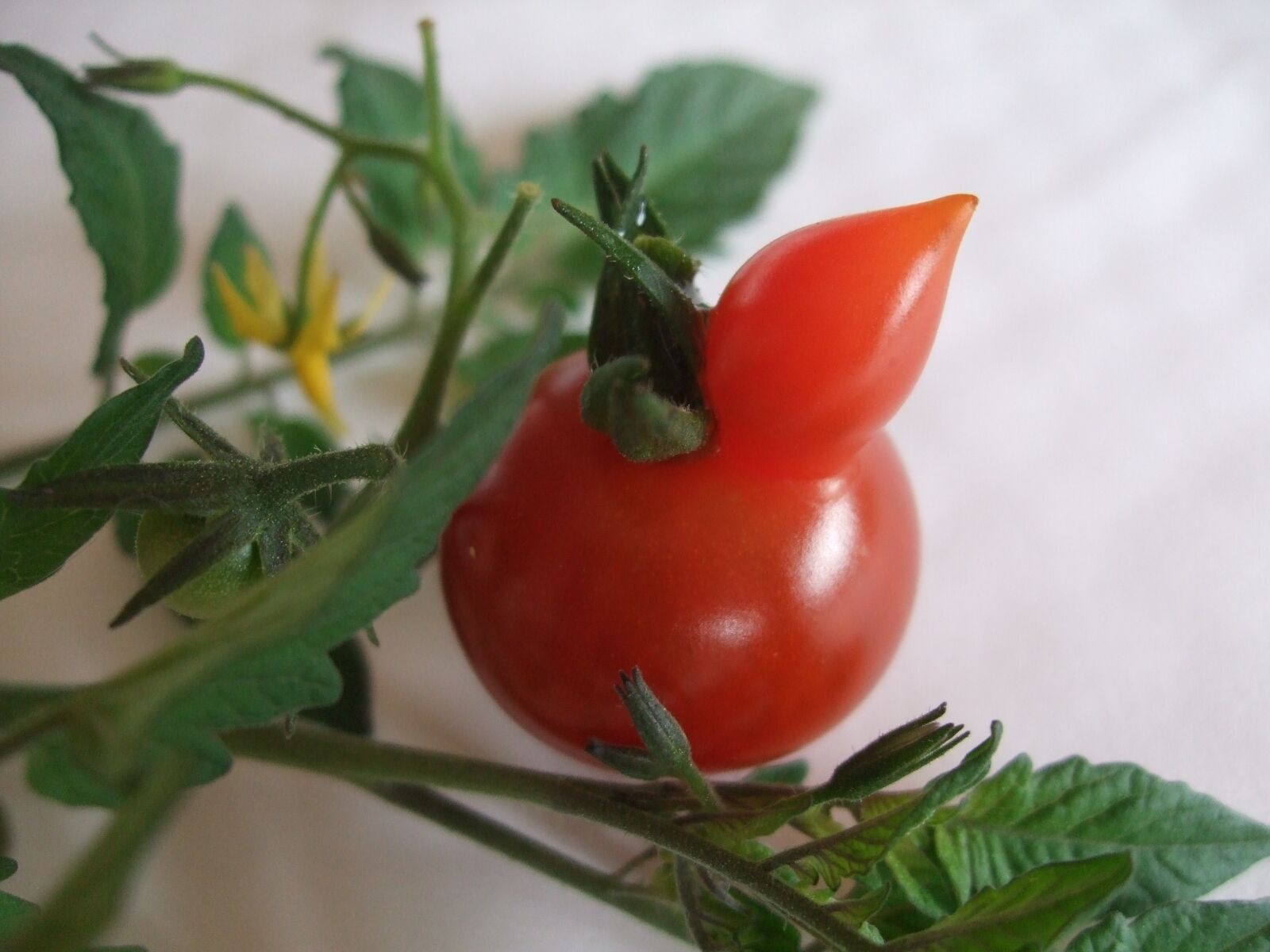 Fujifilm FinePix F40fd sample photo. Mini tomato, red, tomatoes photography