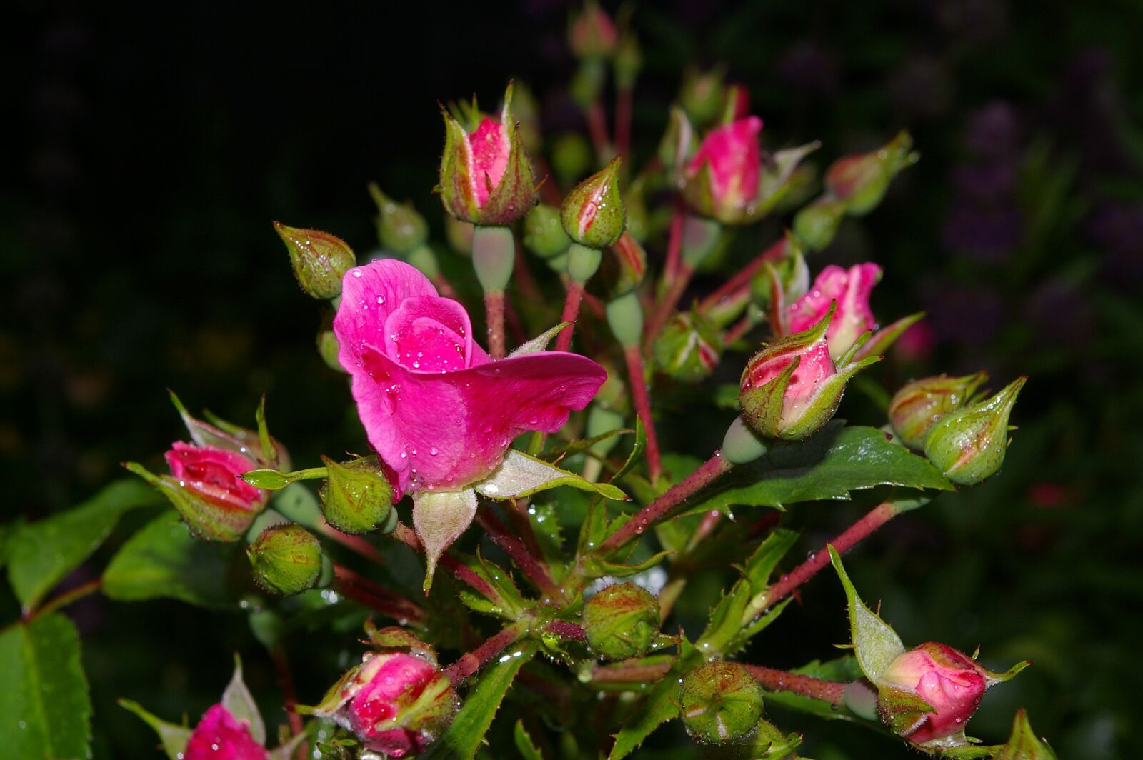 Pentax *ist DL2 sample photo. Rose, pink rose, scented photography
