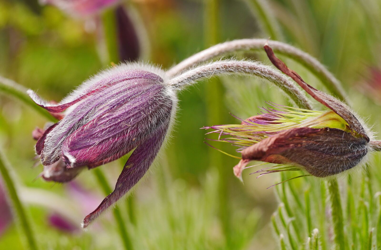 Panasonic Lumix DMC-GH3 sample photo. Pasque flower, blossomed out photography