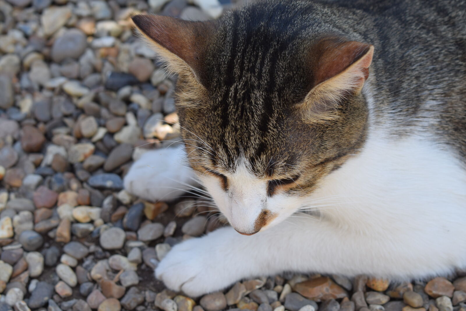 Nikon AF-P DX Nikkor 18-55mm F3.5-5.6G sample photo. Animal, cat, fur, kitten photography