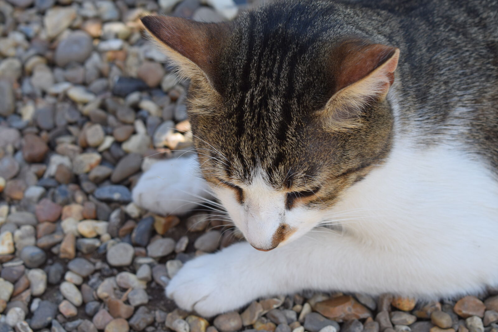 Nikon D3300 + Nikon AF-P DX Nikkor 18-55mm F3.5-5.6G sample photo. Animal, cat, fur, kitten photography