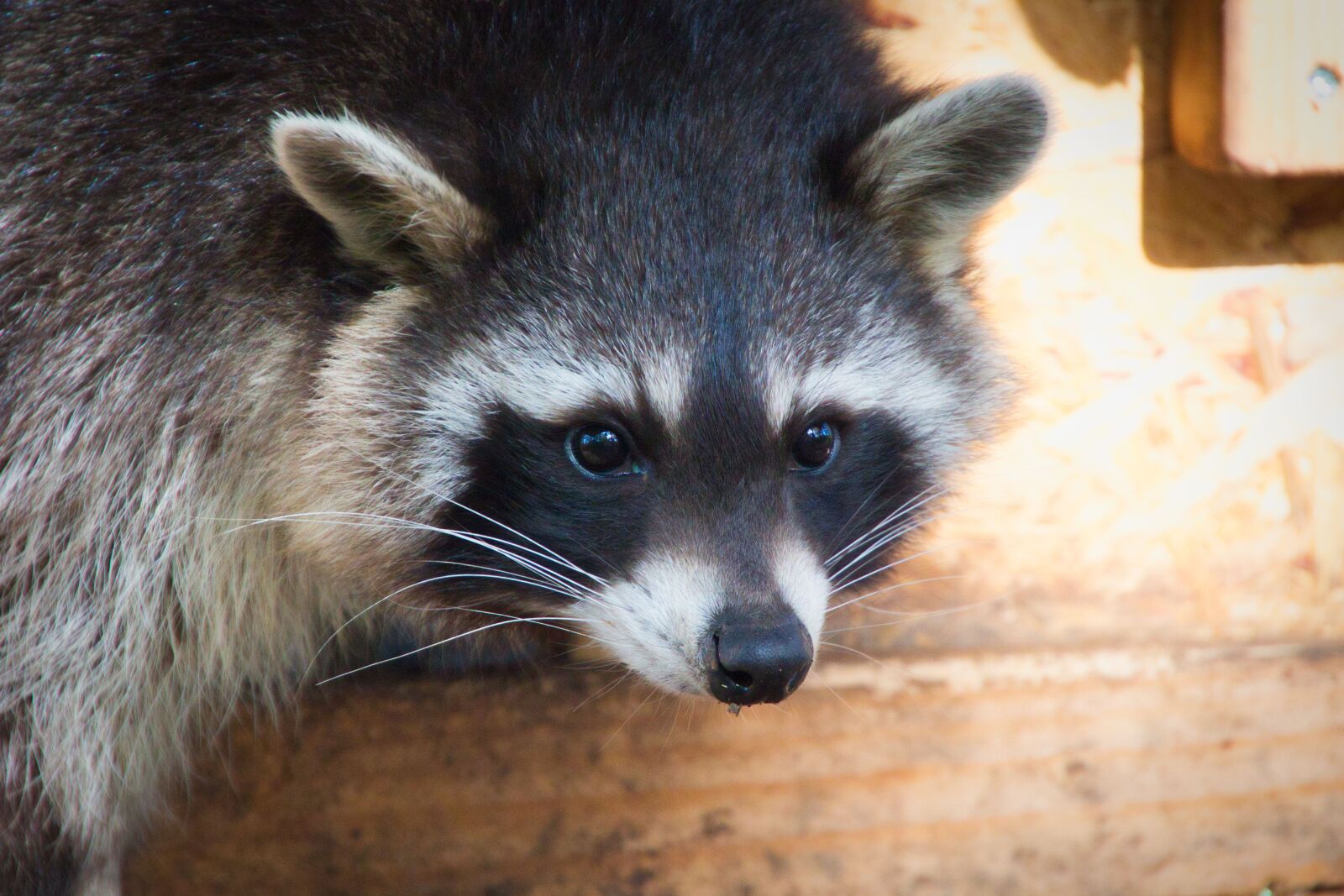 Canon EOS 700D (EOS Rebel T5i / EOS Kiss X7i) sample photo. Raccoon, animal, nature photography