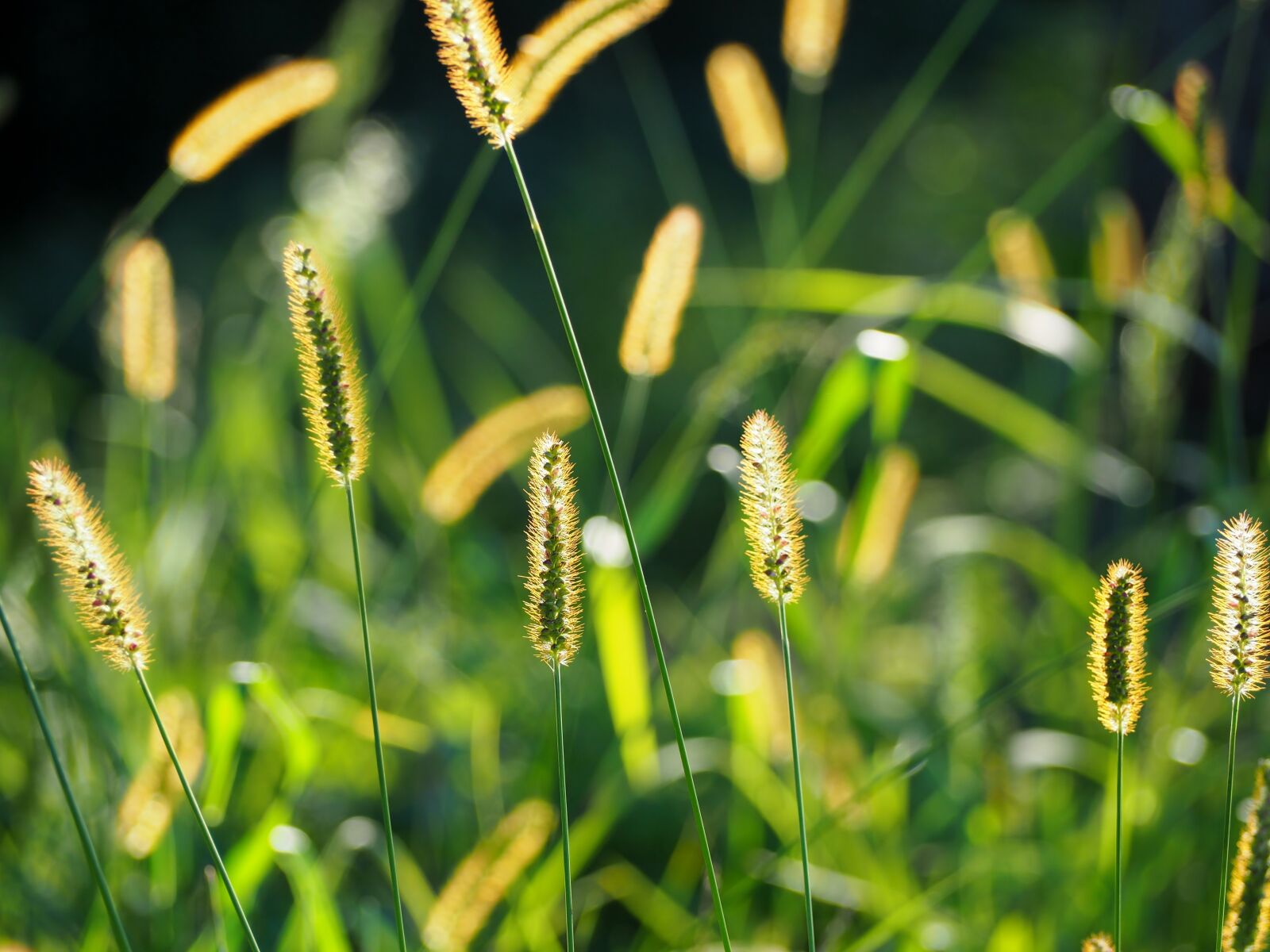 Olympus OM-D E-M10 sample photo. Grasses, grass, mood photography