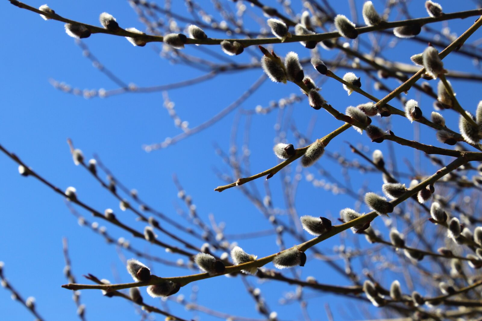 Canon EOS 80D sample photo. Willow, the basis of photography