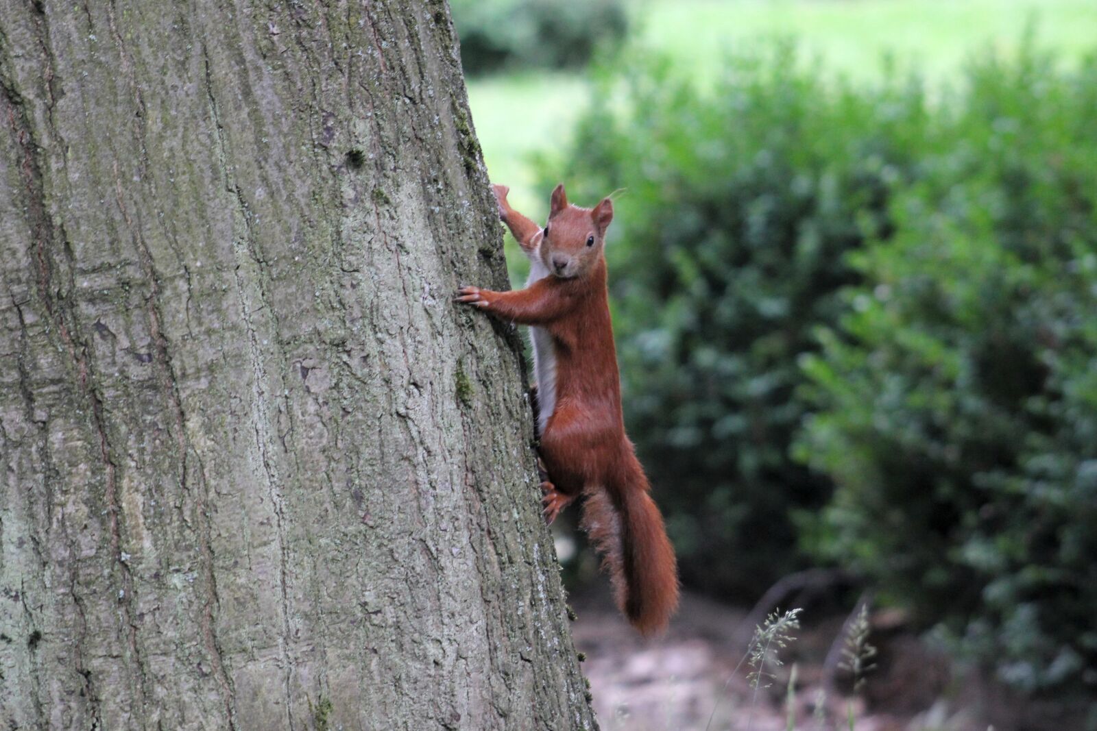 Canon EOS 550D (EOS Rebel T2i / EOS Kiss X4) sample photo. Eurasian squirrel, nature, animal photography