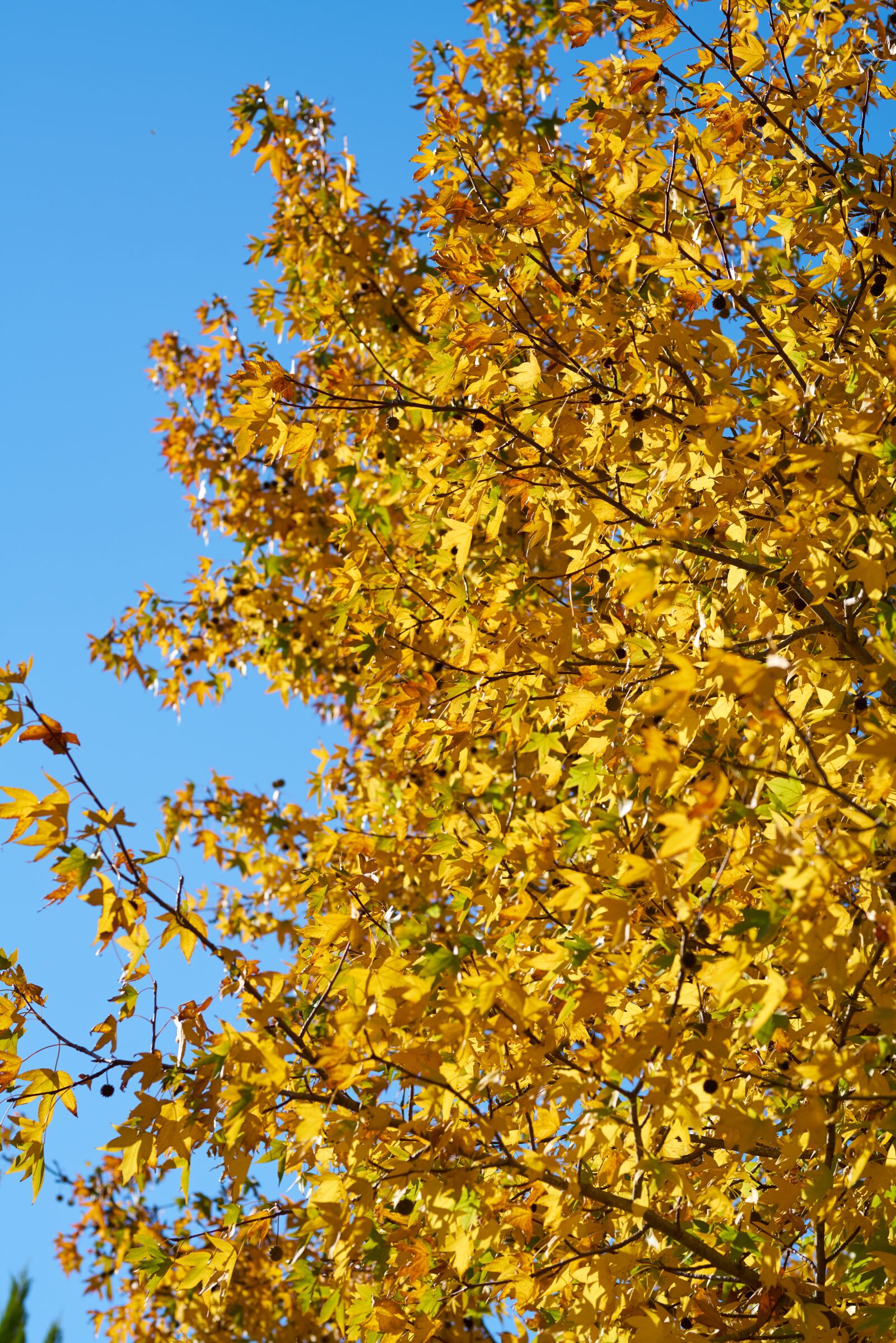 Sigma 85mm F1.4 DG HSM Art sample photo. Autumn, leaves, nature photography