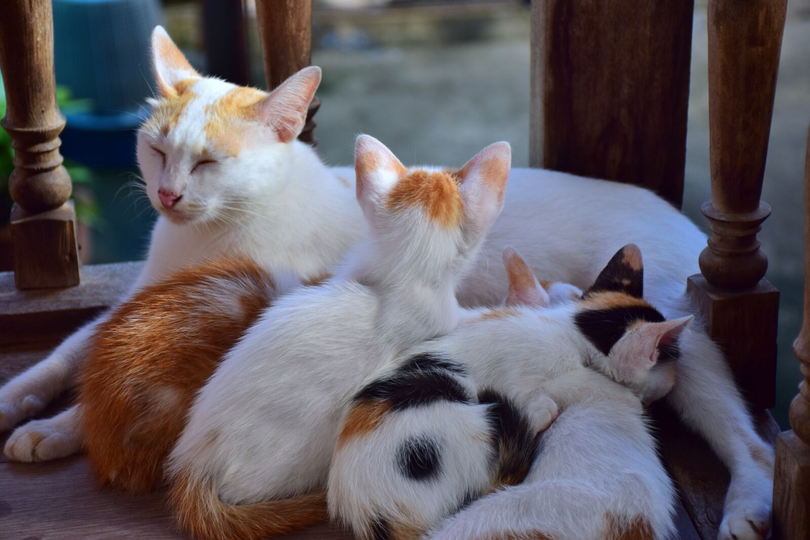 Nikon D5300 sample photo. Cat, kitten, cute photography