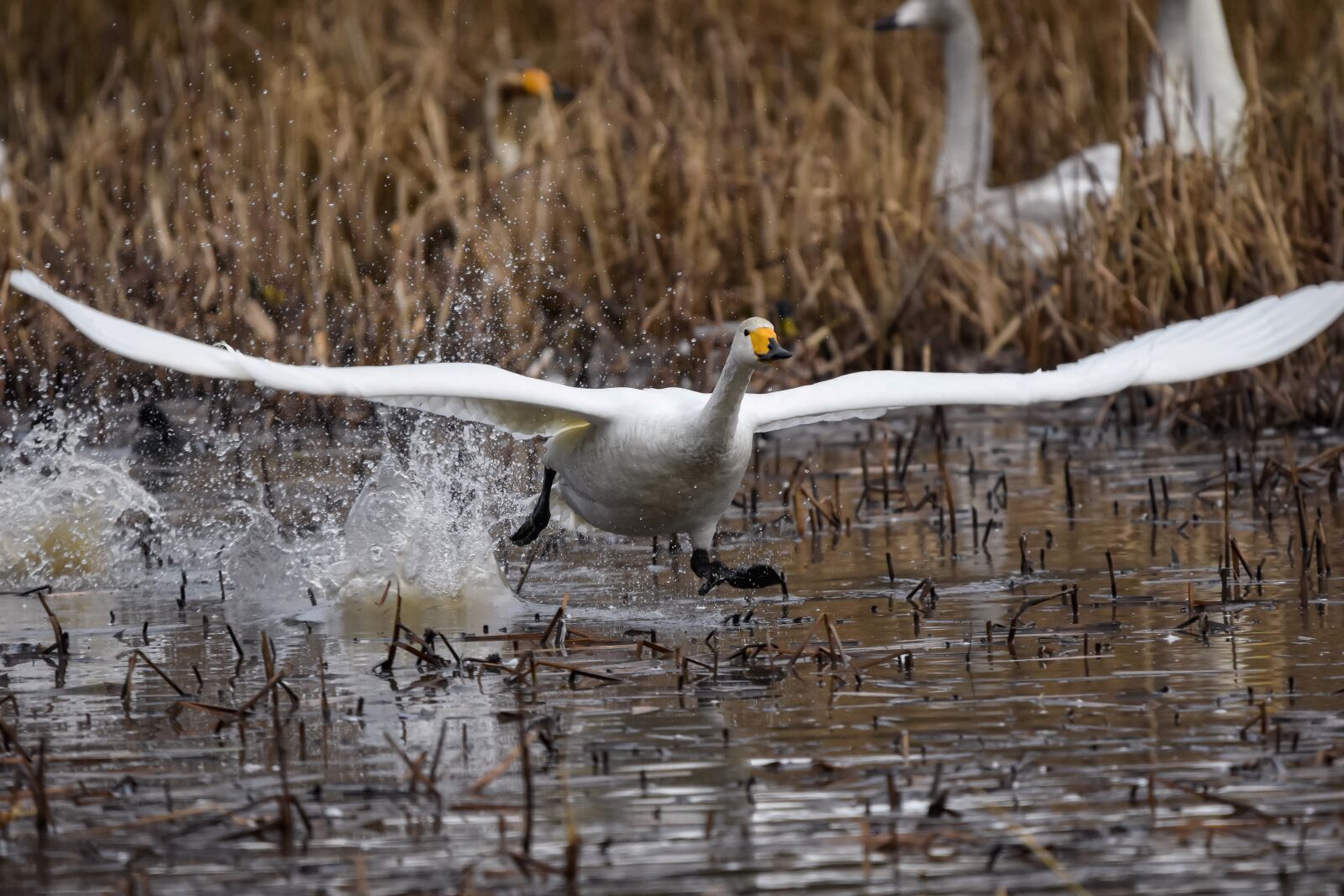 Nikon D7200 sample photo. Animal, pond, water photography