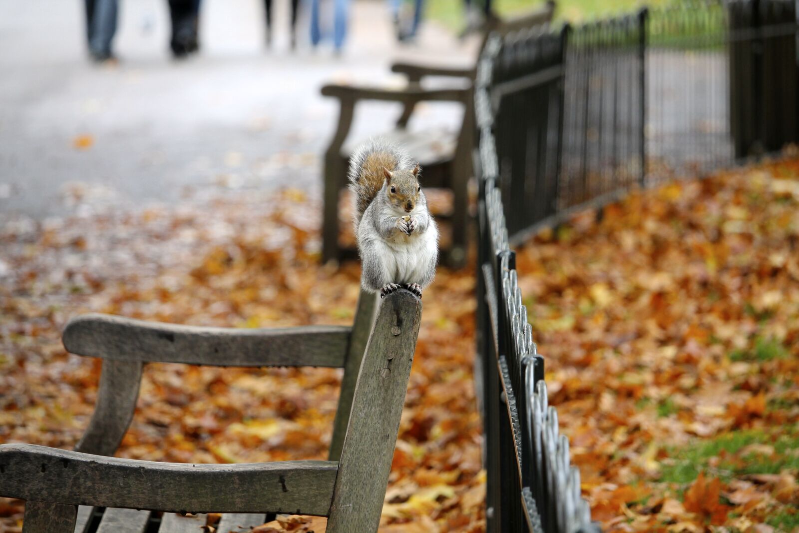 Canon EF-S 55-250mm F4-5.6 IS STM sample photo. Chipmunk, park, autumn, leaves photography